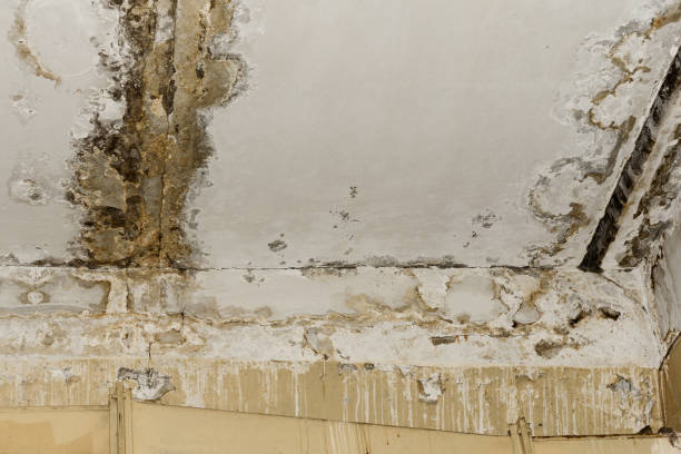 Best Black Mold Removal  in Monrovia, MD